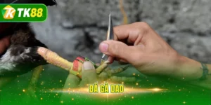 đá gà dao